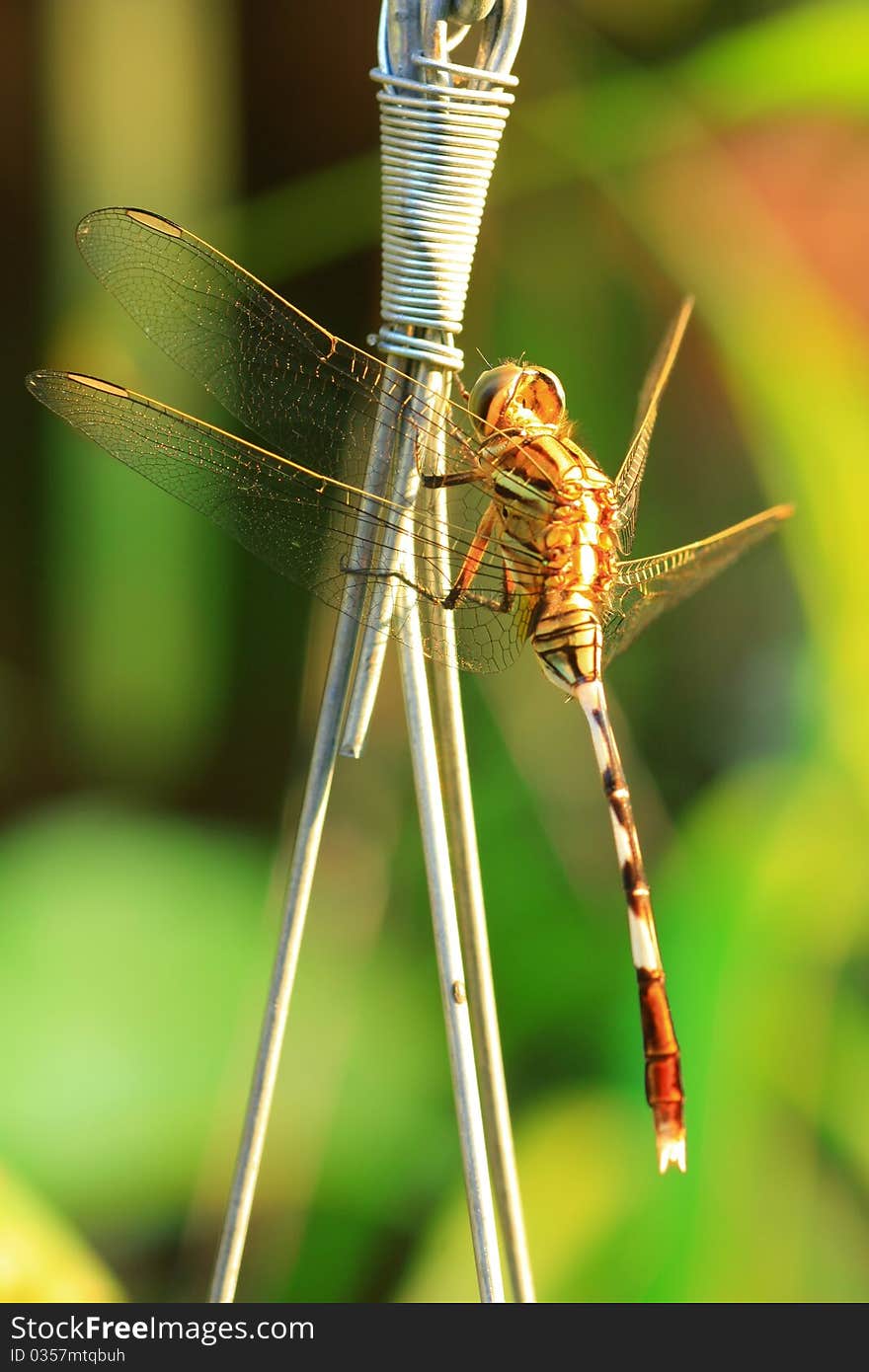 Dragonfly on the green grass