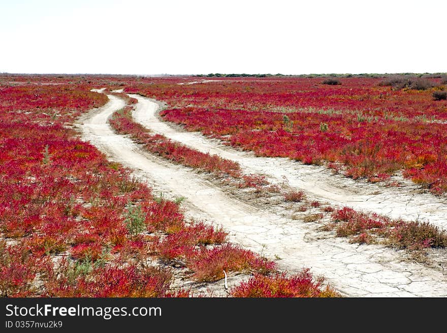 Inner Mongolia, Road through the red vegetation.