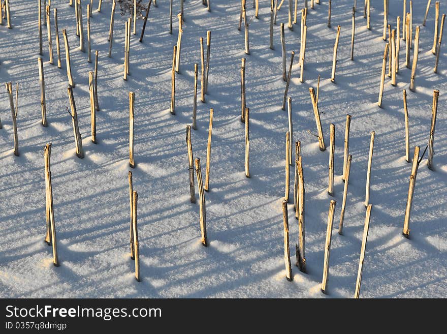 Shadow of halm on snow covered field gives a harmonic structure