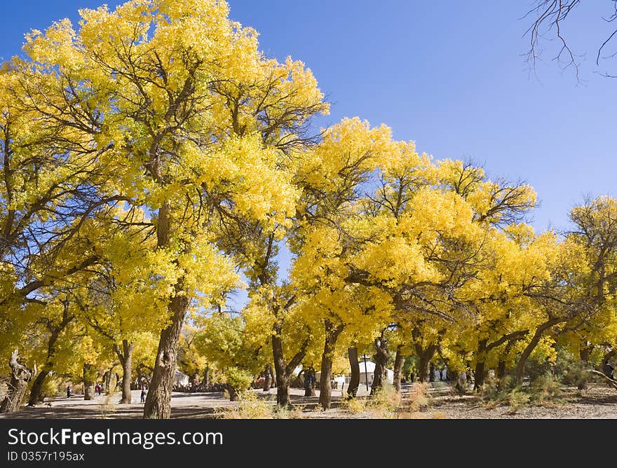 Inner Mongolia, China EJINAQI of Populus euphratica