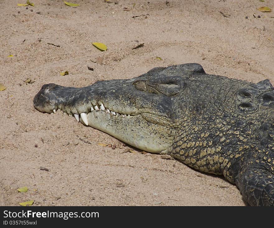 Crocodile On Sand