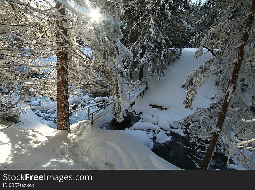 Winter forest