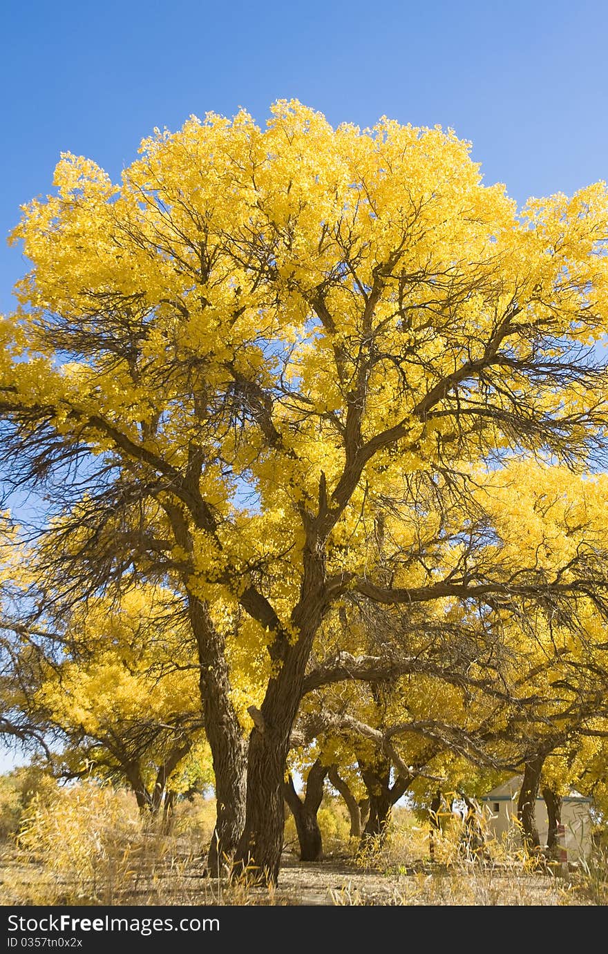 Inner Mongolia, China EJINAQI of Populus euphratica。