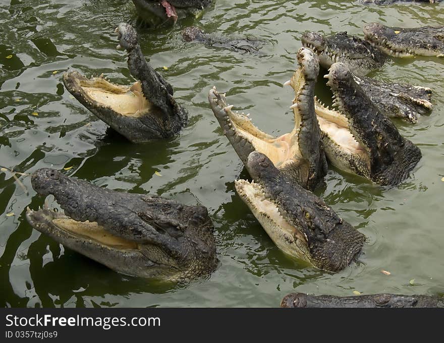 Hungry crocodiles