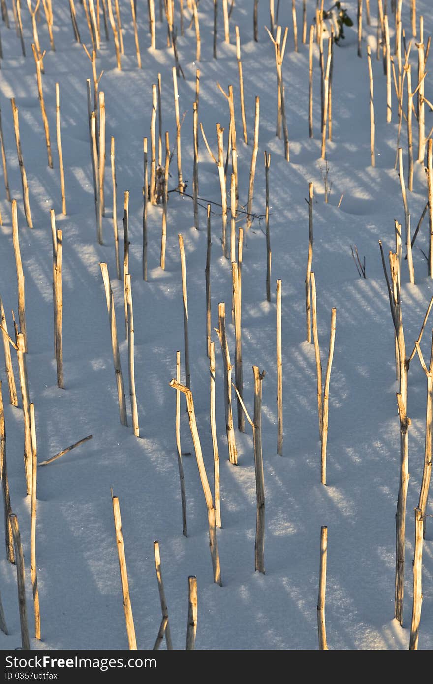 Shadow of halm on snow covered field gives a harmonic structure