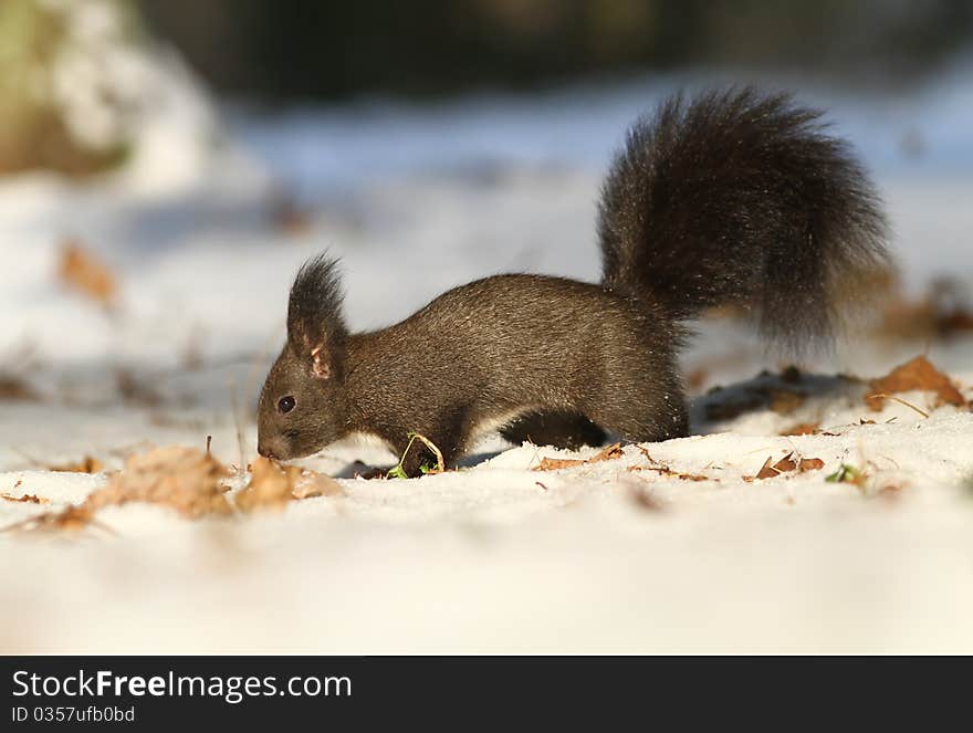 Brown squirrel