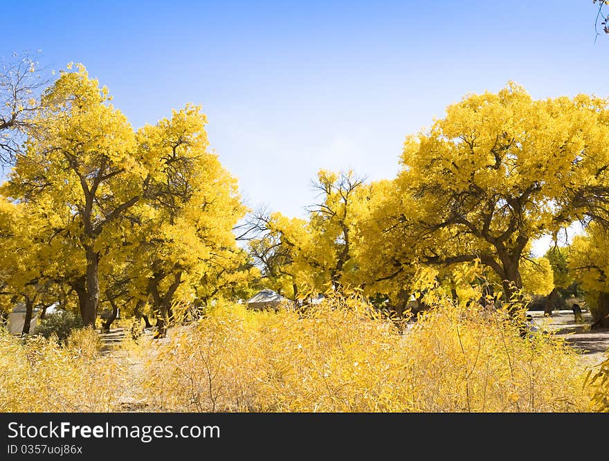 Inner Mongolia, China EJINAQI of Populus euphratica