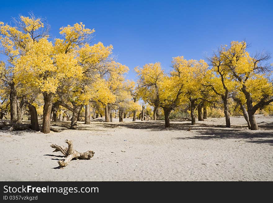 Inner Mongolia, China EJINAQI of Populus euphratica