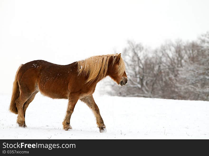 Horse in a snowy landscape. Horse in a snowy landscape