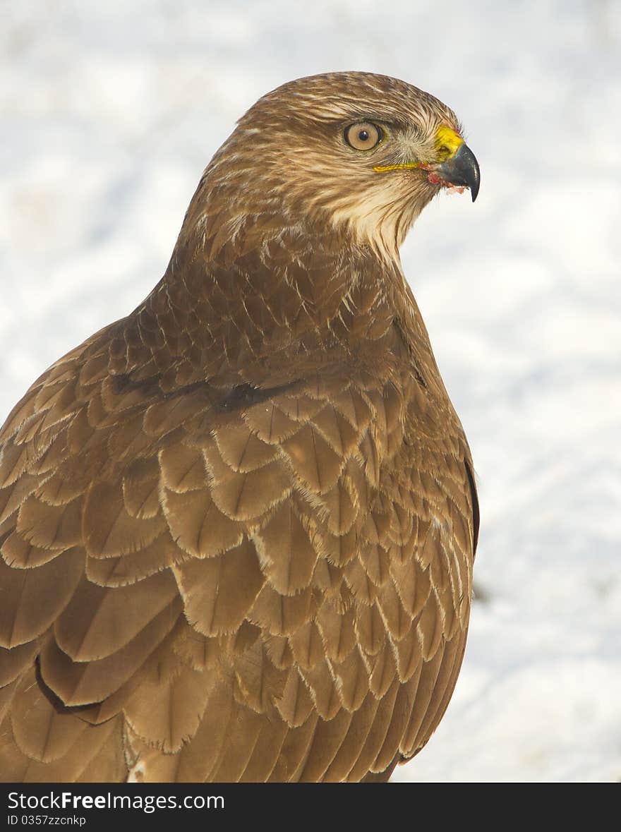 Common buzzard / Buteo buteo