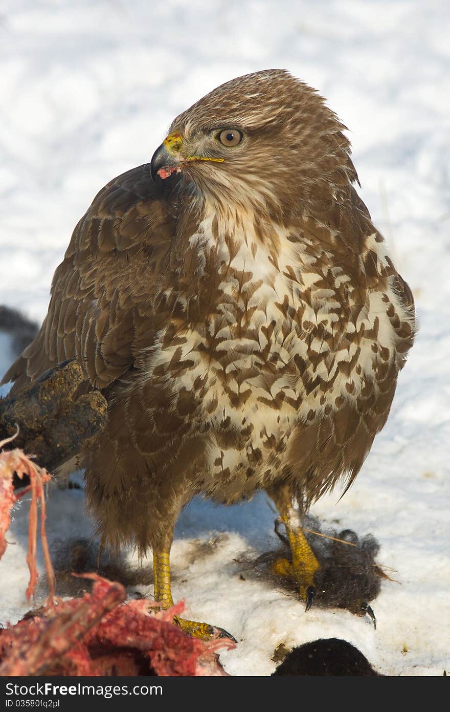 Common buzzard / Buteo buteo