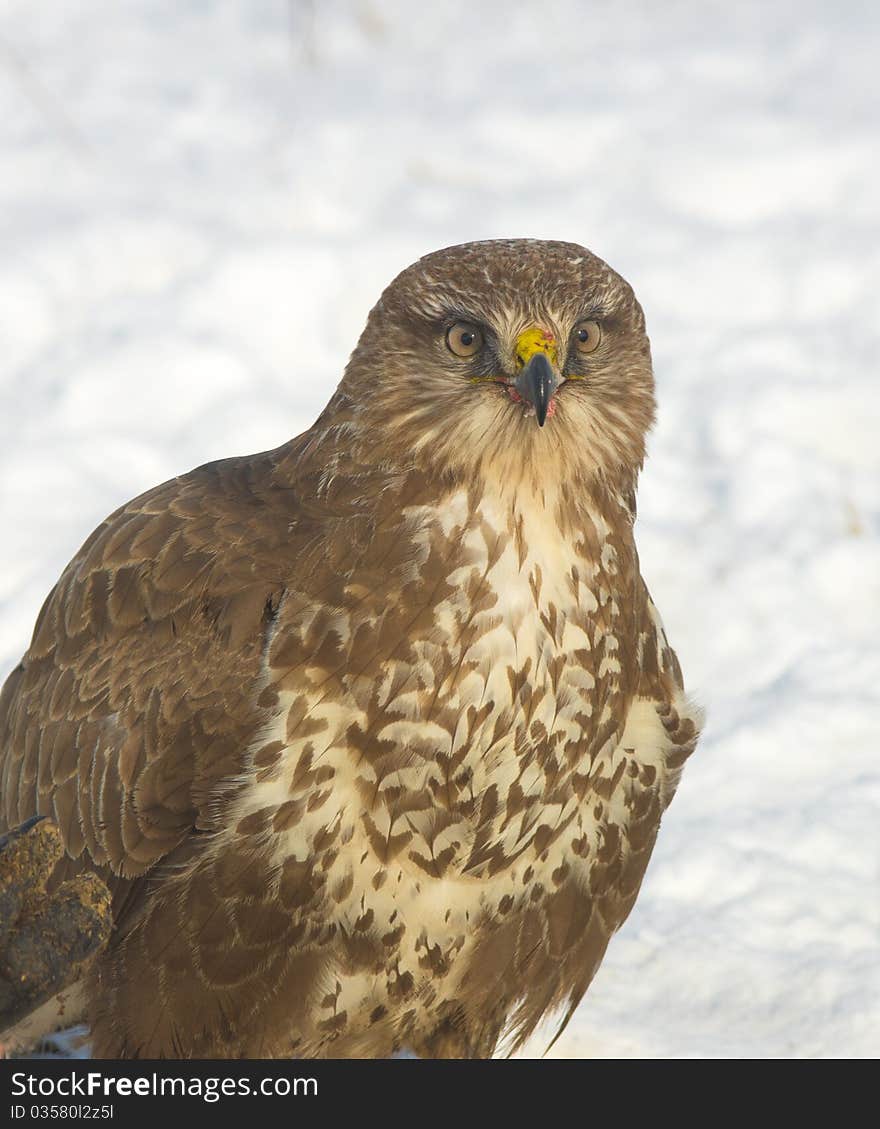 Common buzzard / Buteo buteo