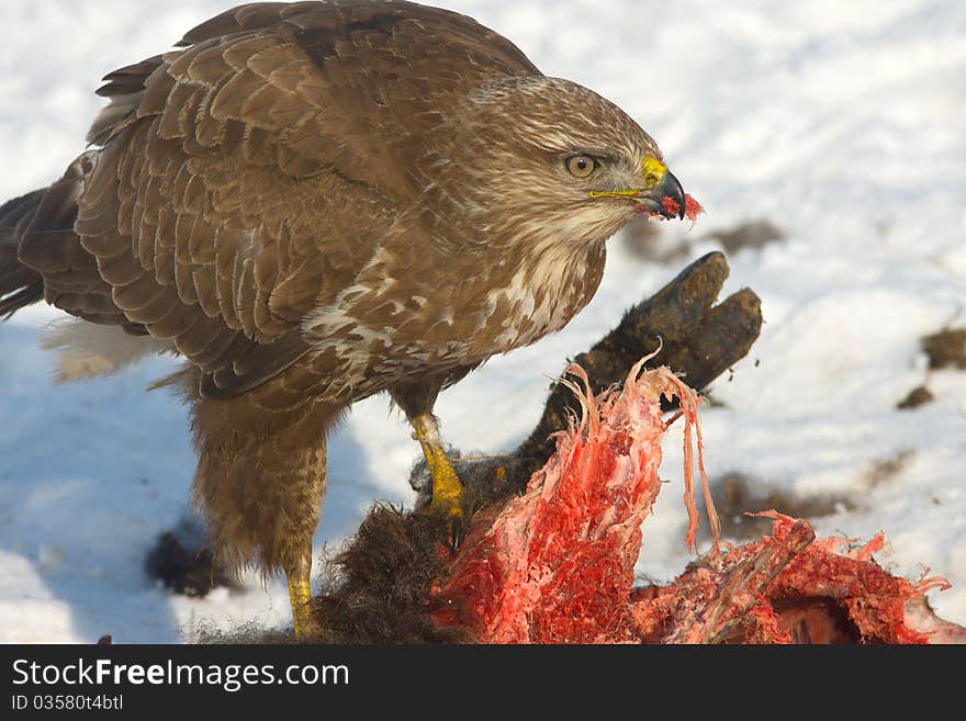 Common buzzard (Buteo buteo)