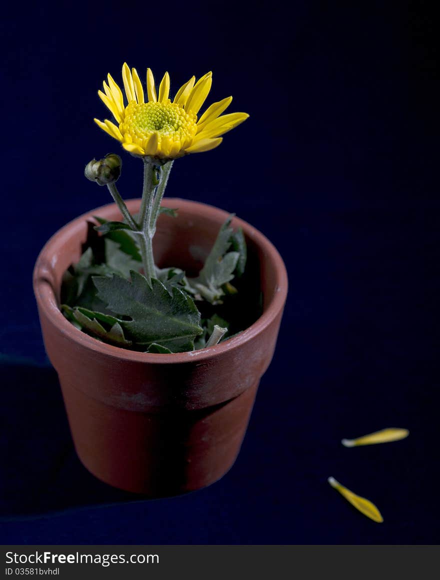 Yellow flower in a pot