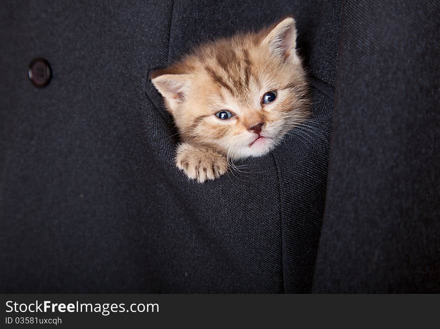 A funny scottish fold kitten in the pocket