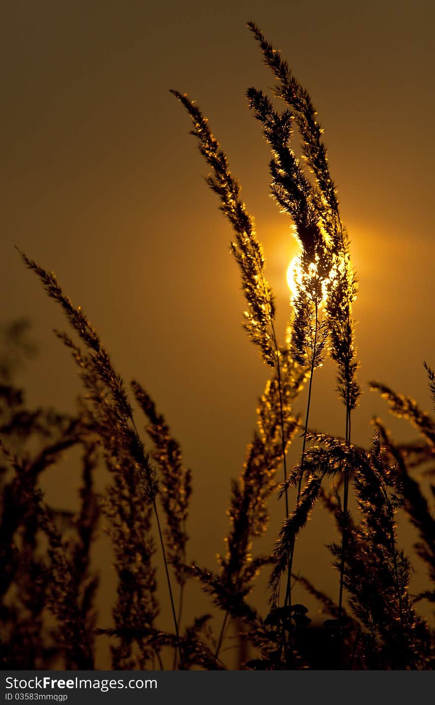 Meadow grass sunset