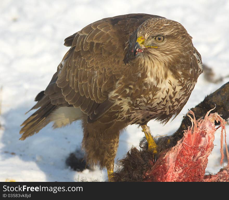 Common buzzard / Buteo buteo