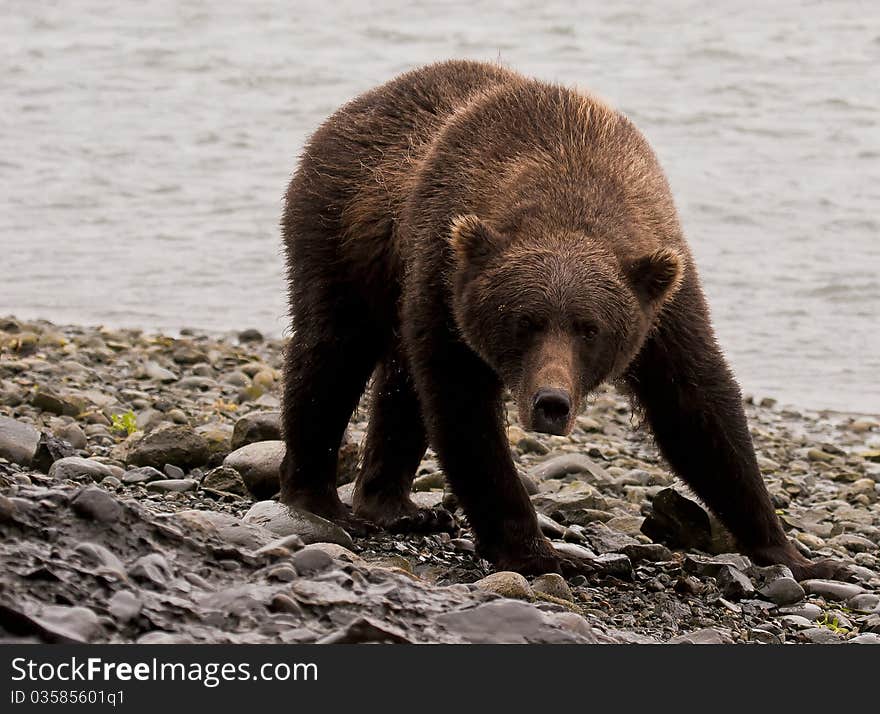 An Alaska Brown Bear near McNeil River Sanctuary. An Alaska Brown Bear near McNeil River Sanctuary