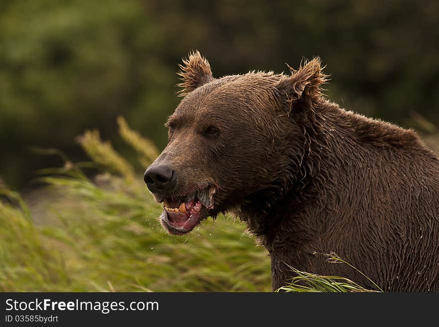 An Alaska Brown Bear chews on a fish in McNeil River Sanctuary. An Alaska Brown Bear chews on a fish in McNeil River Sanctuary