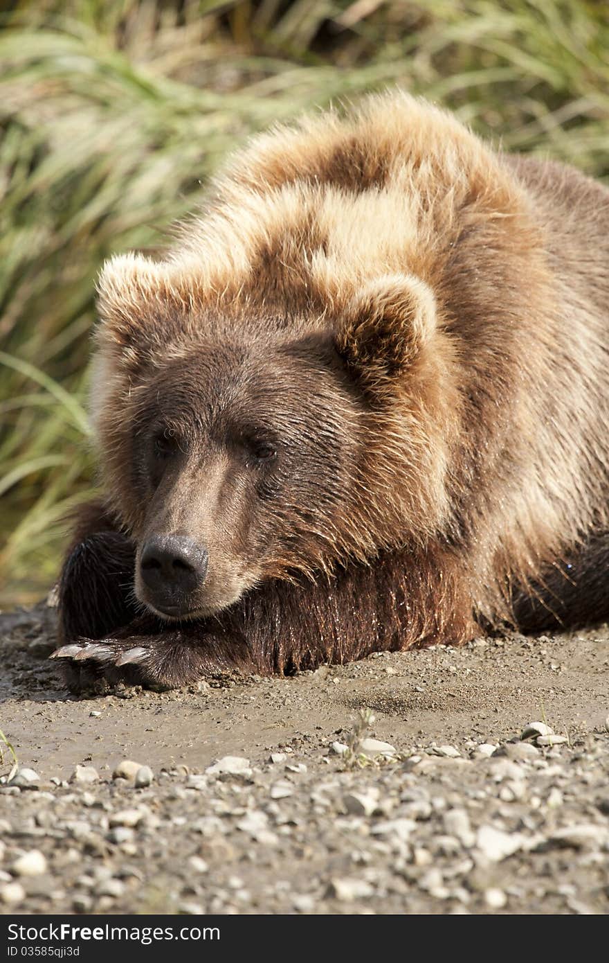 An Alaskan Brown Bear rests on his paws in the McNeil River Sanctuary. An Alaskan Brown Bear rests on his paws in the McNeil River Sanctuary