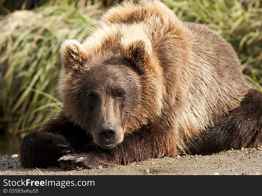 An Alaskan Brown Bear looks up from his nap in McNeil River Sanctuary. An Alaskan Brown Bear looks up from his nap in McNeil River Sanctuary