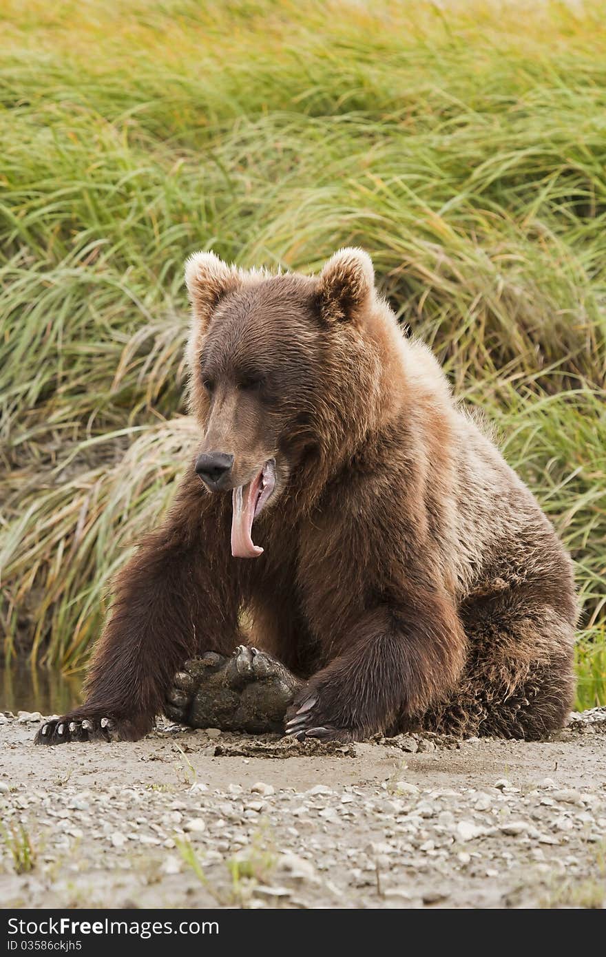 An Alaska Brown Bear yawns after a nap in McNeil River Sanctuary. An Alaska Brown Bear yawns after a nap in McNeil River Sanctuary