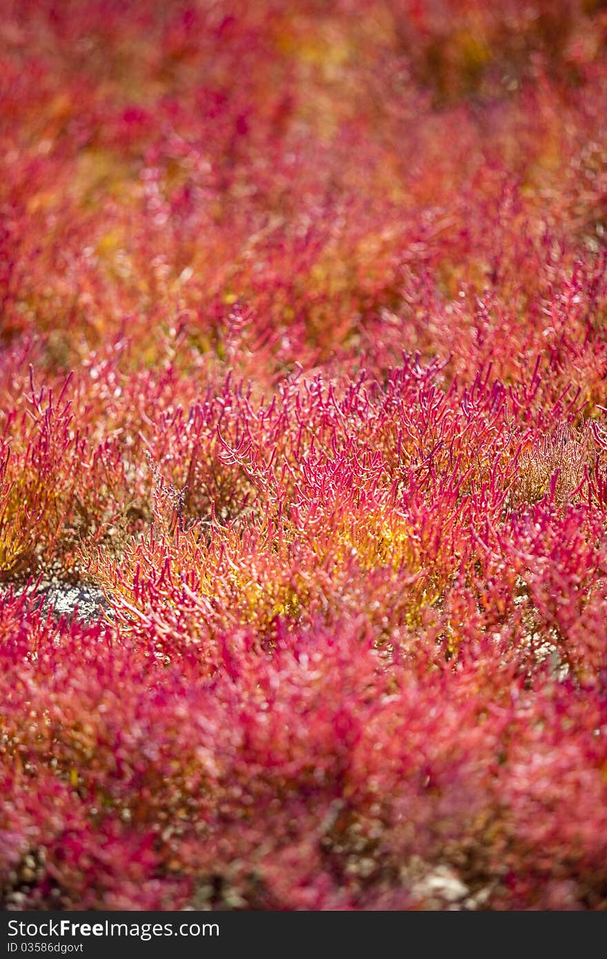 Red vegetation under the sunshine.