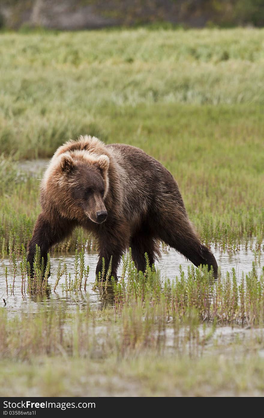 An Alaskan Brown Bear turns to look for fish in McNeil River Sanctuary. An Alaskan Brown Bear turns to look for fish in McNeil River Sanctuary