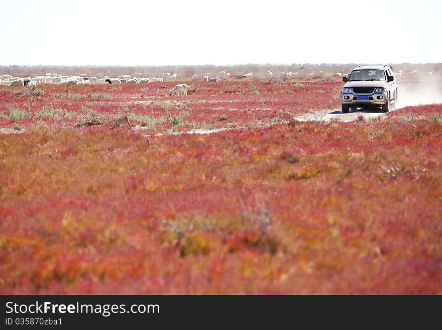 Road through the red vegetation. Road through the red vegetation.