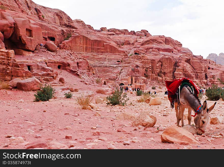 Donkey near amphitheatre in Petra, Jordan