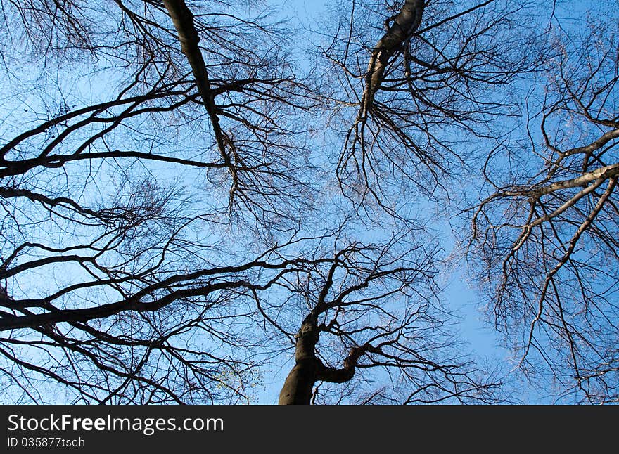 Branches silhouettes on blue sky