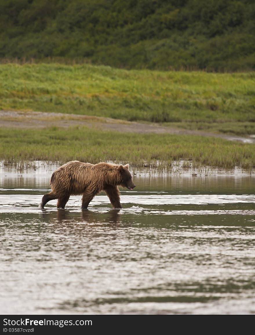 An Alaskan Brown Bear fishes inMcNeil River Sanctuary. An Alaskan Brown Bear fishes inMcNeil River Sanctuary