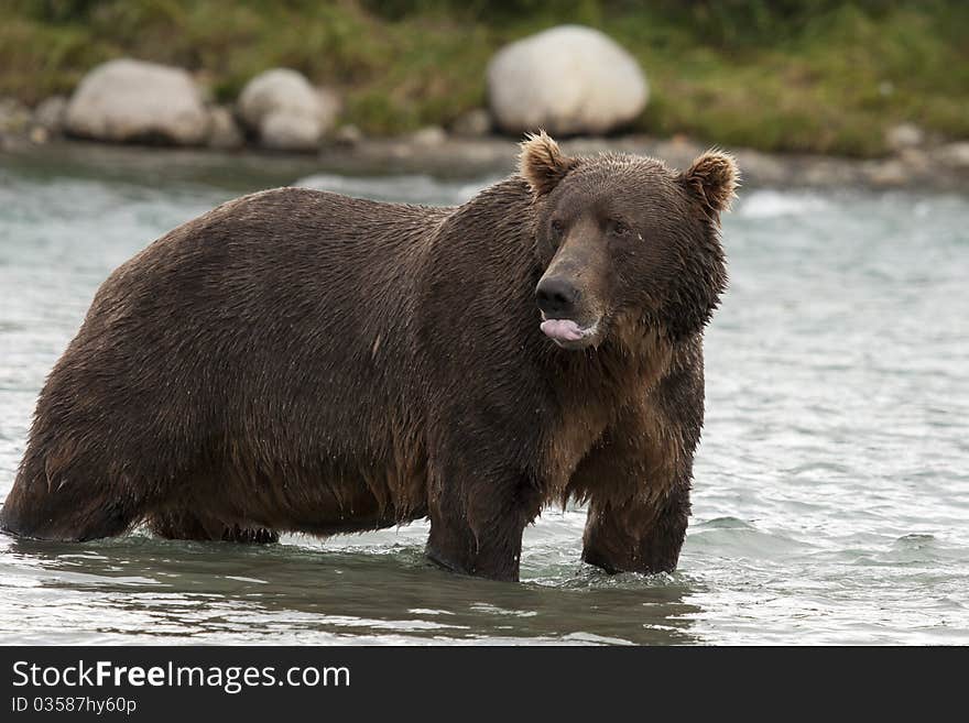 An Alaskan Brown Bear licks its lips after eating a fish in McNeil River Sanctuary. An Alaskan Brown Bear licks its lips after eating a fish in McNeil River Sanctuary