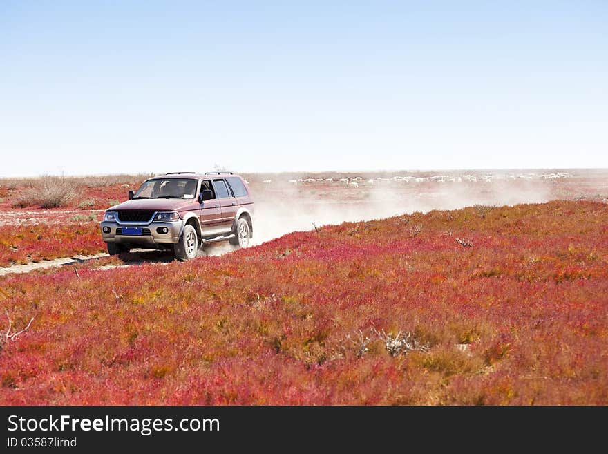 Road through the red vegetation. Road through the red vegetation.