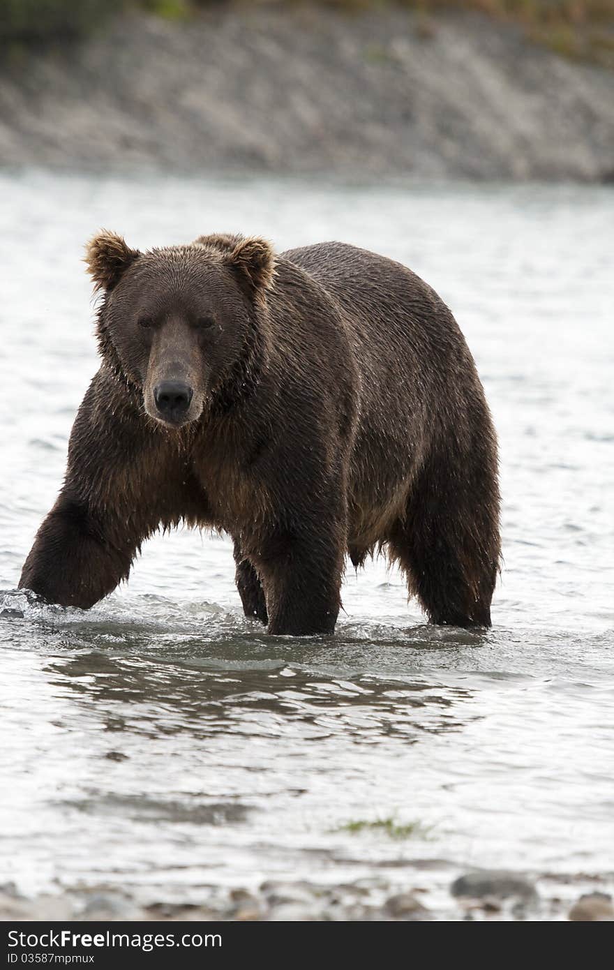 An Alaskan Brown Bear pauses to glare while fishing in McNeil River Sanctuary. An Alaskan Brown Bear pauses to glare while fishing in McNeil River Sanctuary