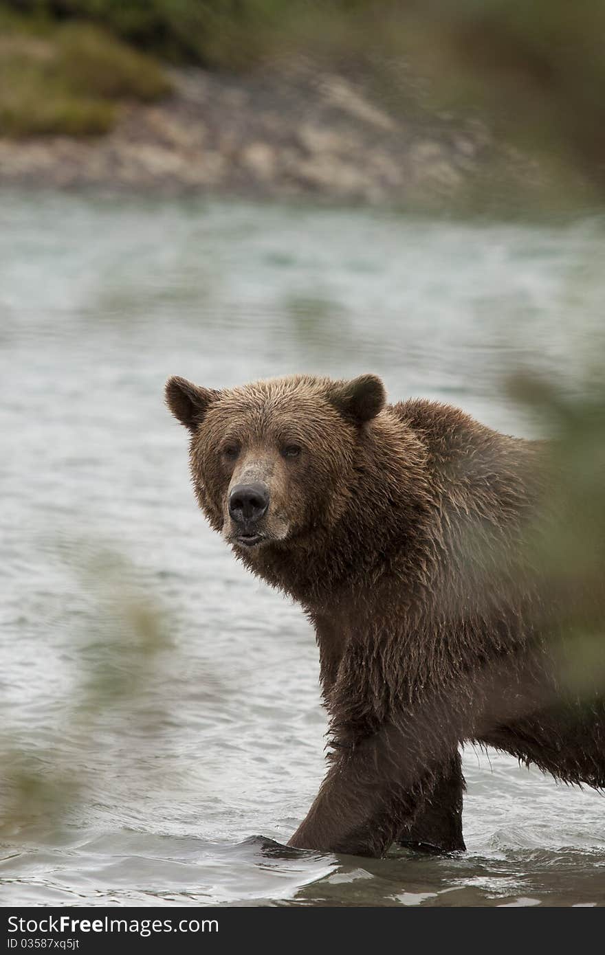 An Alaskan Brown Bear is caught fishing in McNeil River Sanctuary. An Alaskan Brown Bear is caught fishing in McNeil River Sanctuary