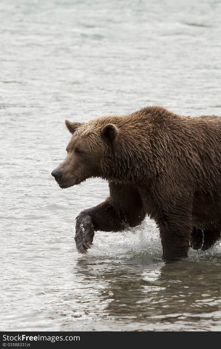 An Alaskan Brown Bear fishes in McNeil River Sanctuary. An Alaskan Brown Bear fishes in McNeil River Sanctuary