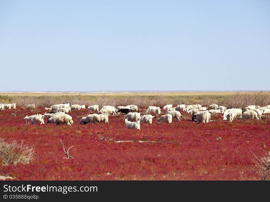 Goat On The Prairie