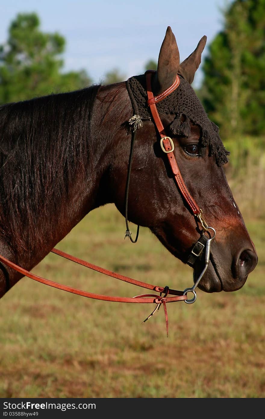 Profile head shot of brown horse in a field wearing a brown hat. Profile head shot of brown horse in a field wearing a brown hat