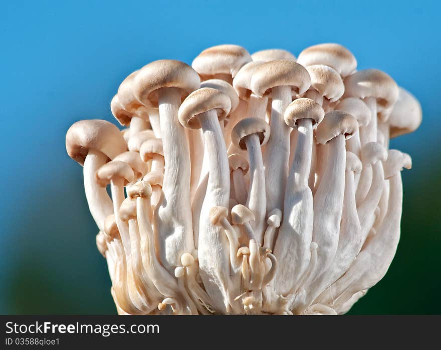 Sunlit Beech Mushrooms