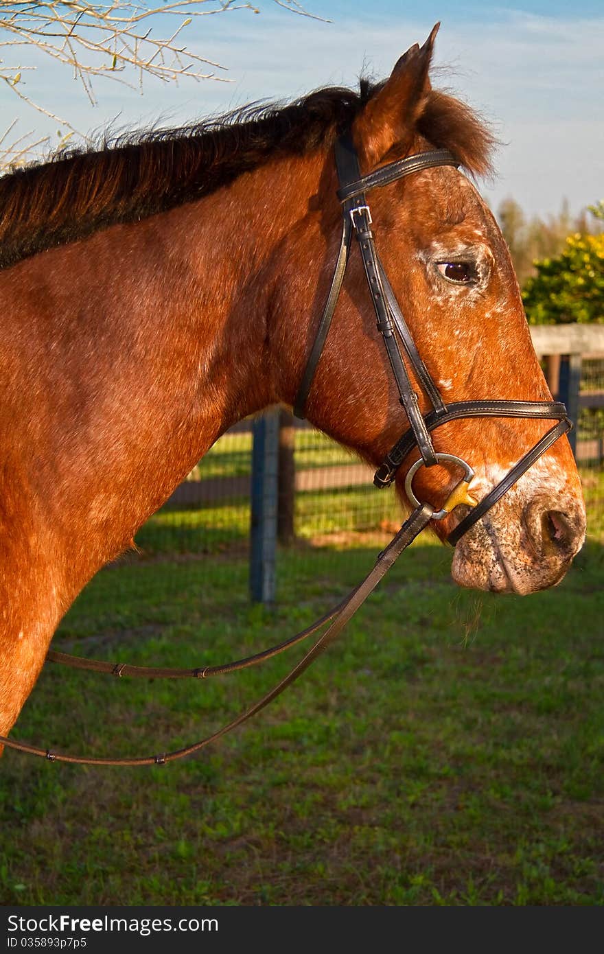 Brown Horse