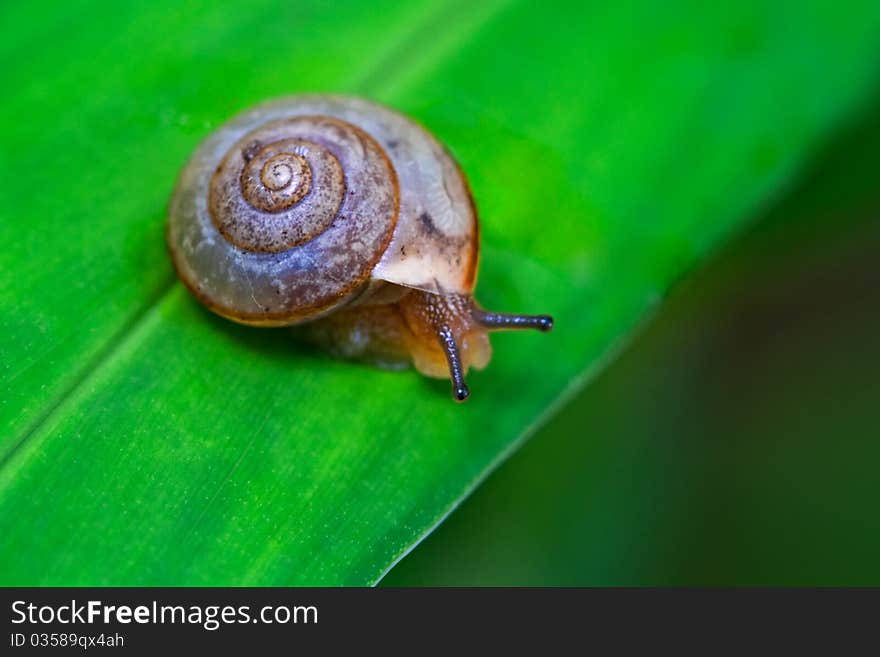 Snail on leaf