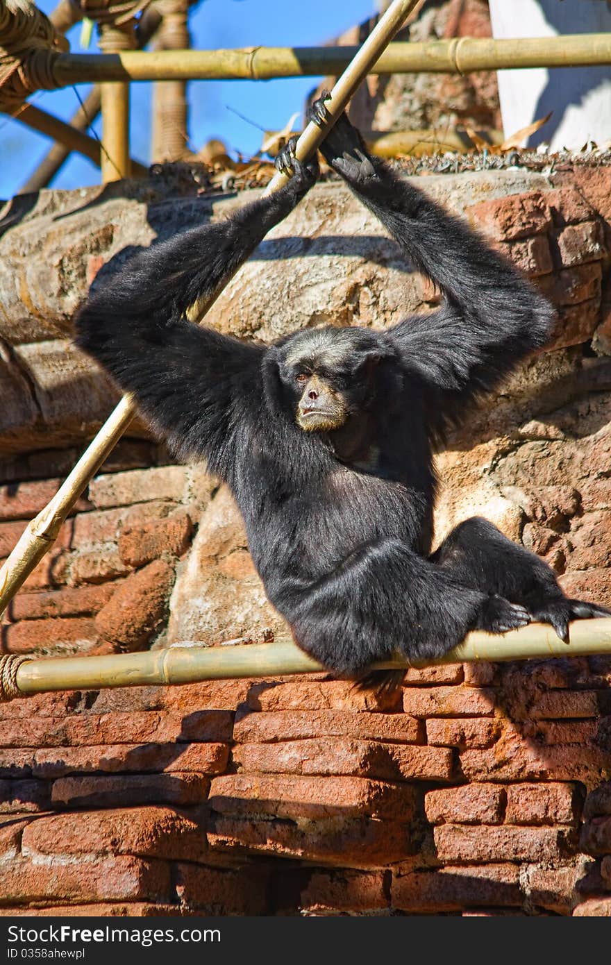 Monkey hanging out with arms above him. Monkey hanging out with arms above him.