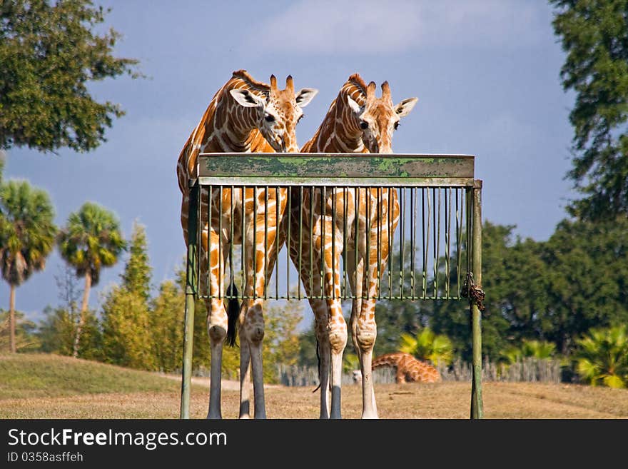 Feeding Giraffes