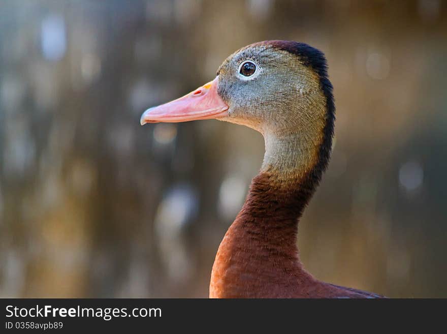 Duck in profile