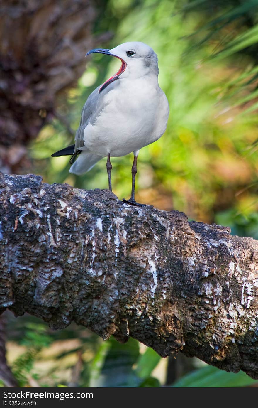 Yawning Seagull