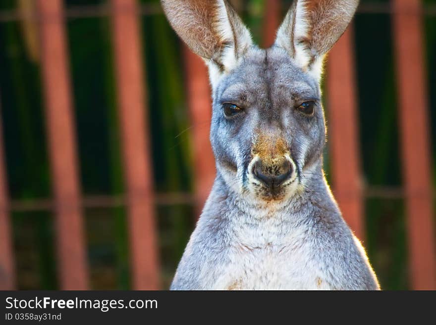 Kangaroo staring