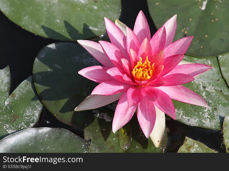 Picture of a pink water lily