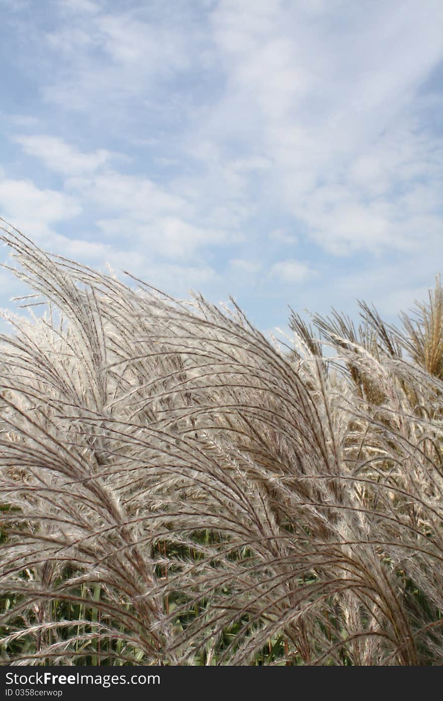 Japanese miscanthus meadow grass blowing in the wind