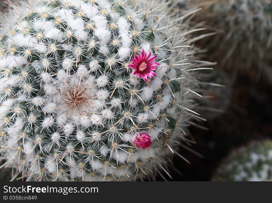 Cactus flower